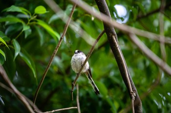 2022年6月4日(土) 薬師池公園の野鳥観察記録