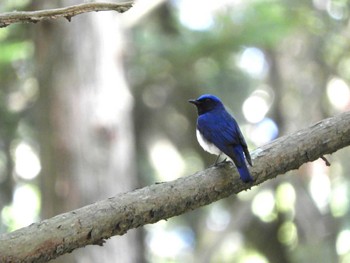 Blue-and-white Flycatcher 春日山原始林 Sat, 6/4/2022