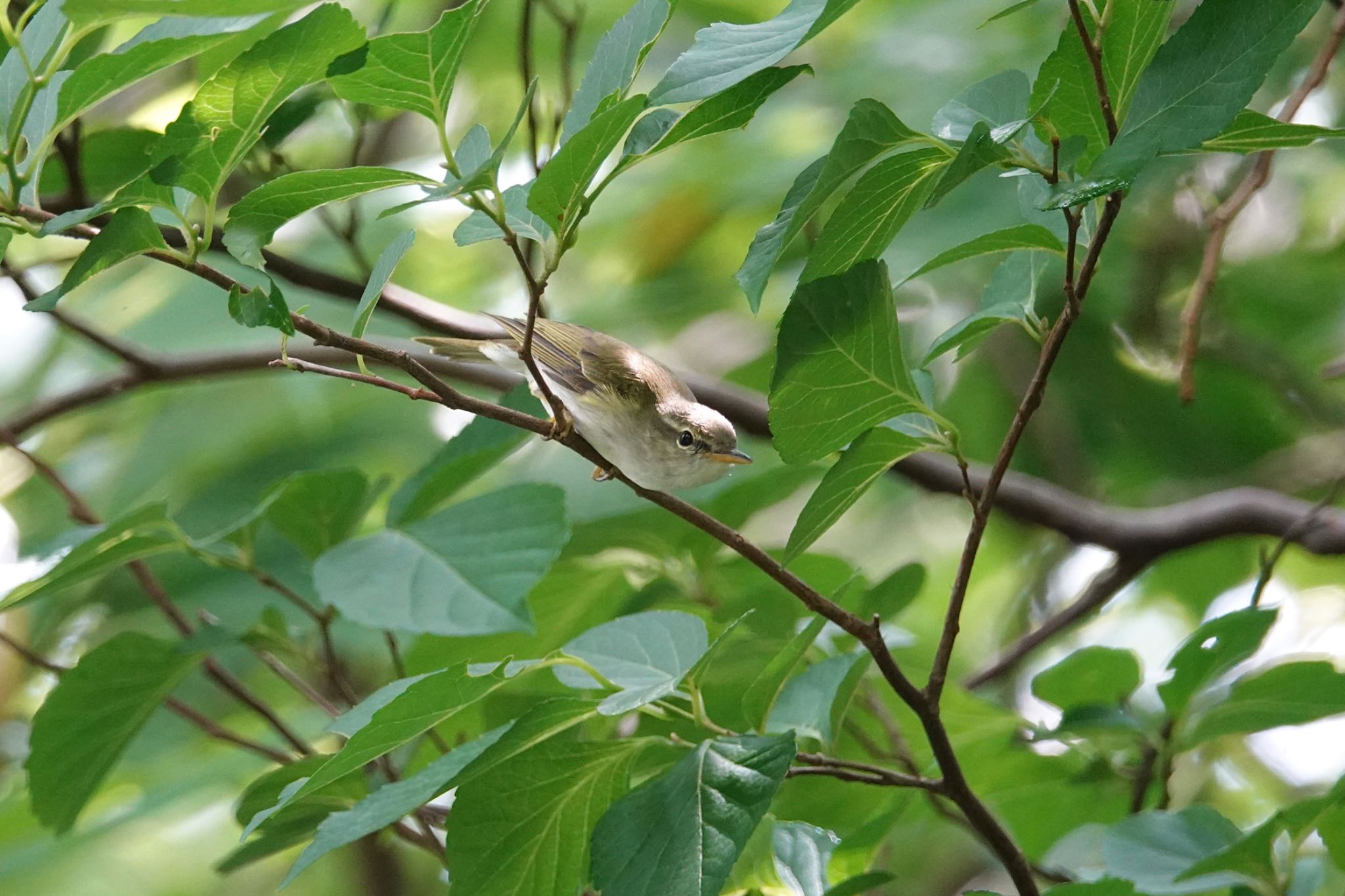 Ijima's Leaf Warbler