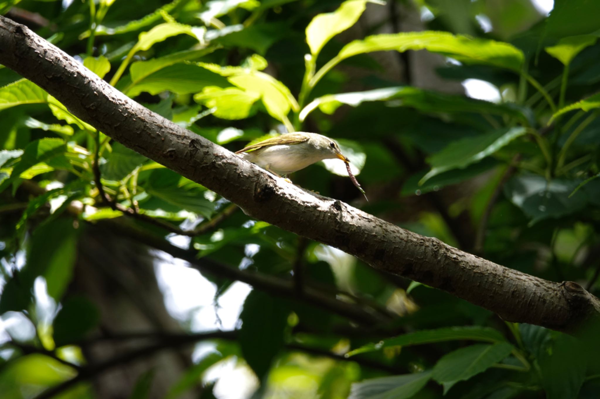 Ijima's Leaf Warbler