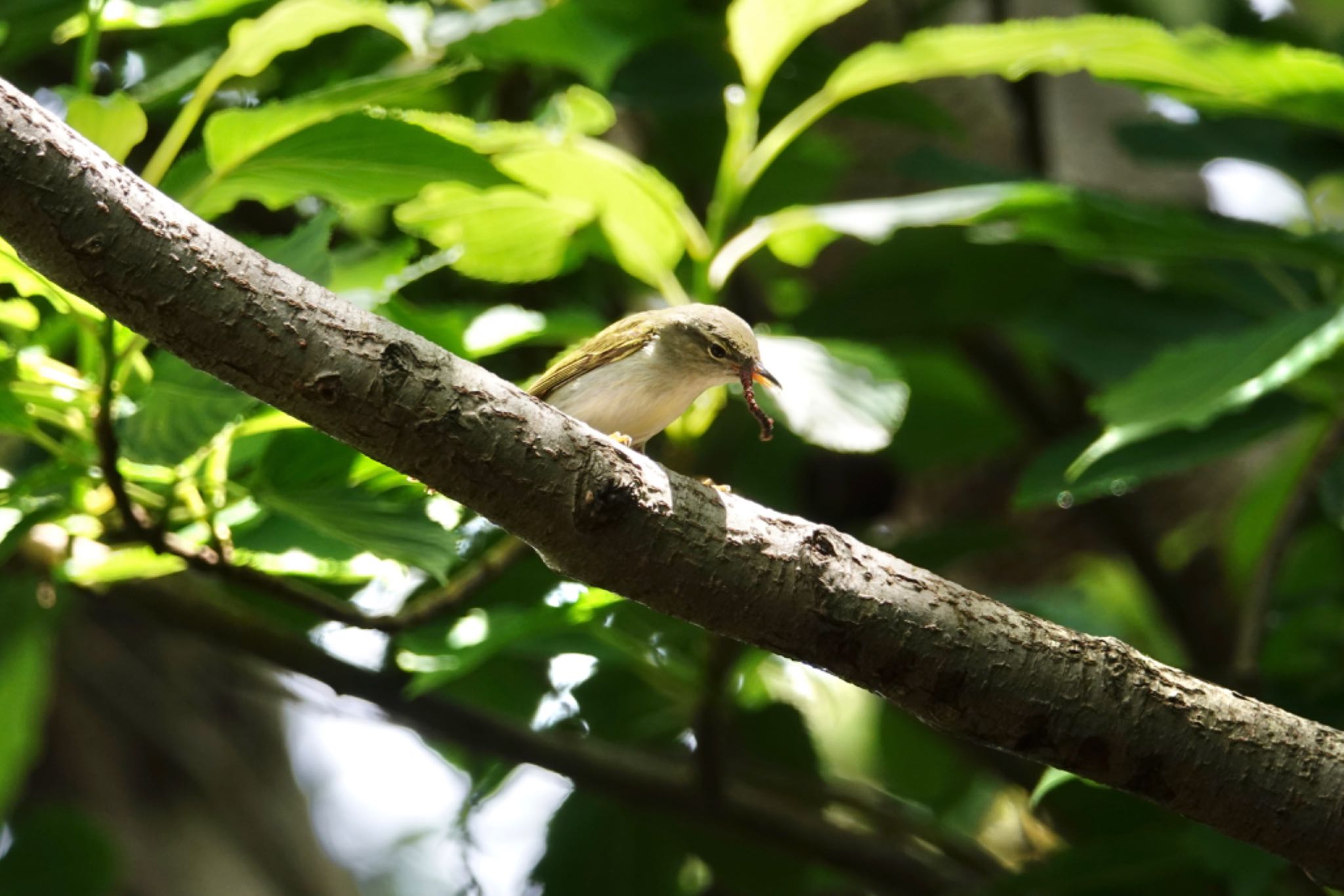 Ijima's Leaf Warbler