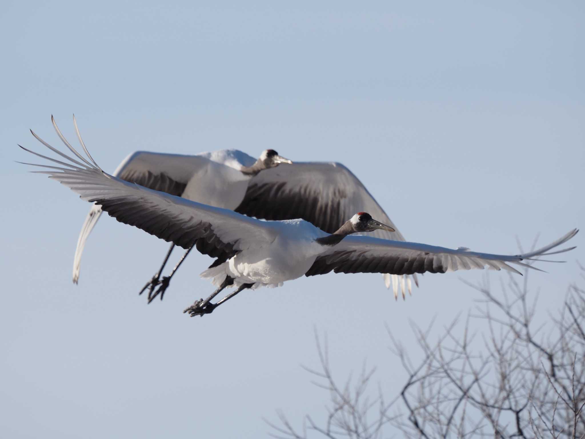 Photo of Red-crowned Crane at Otohabashi by エヌ