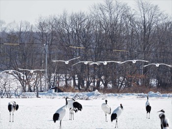 Red-crowned Crane 鶴居村 Thu, 3/10/2022