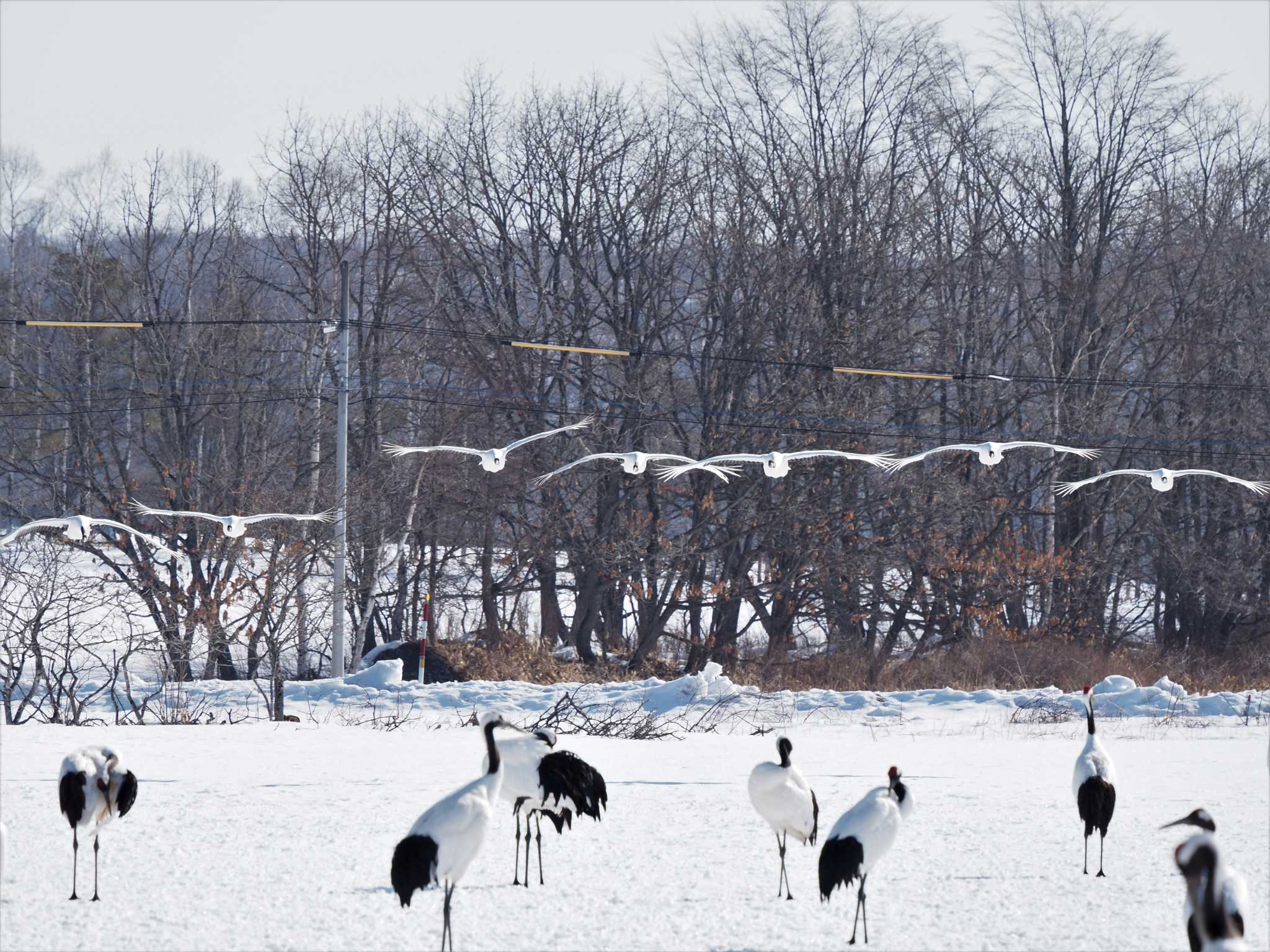 Photo of Red-crowned Crane at 鶴居村 by エヌ