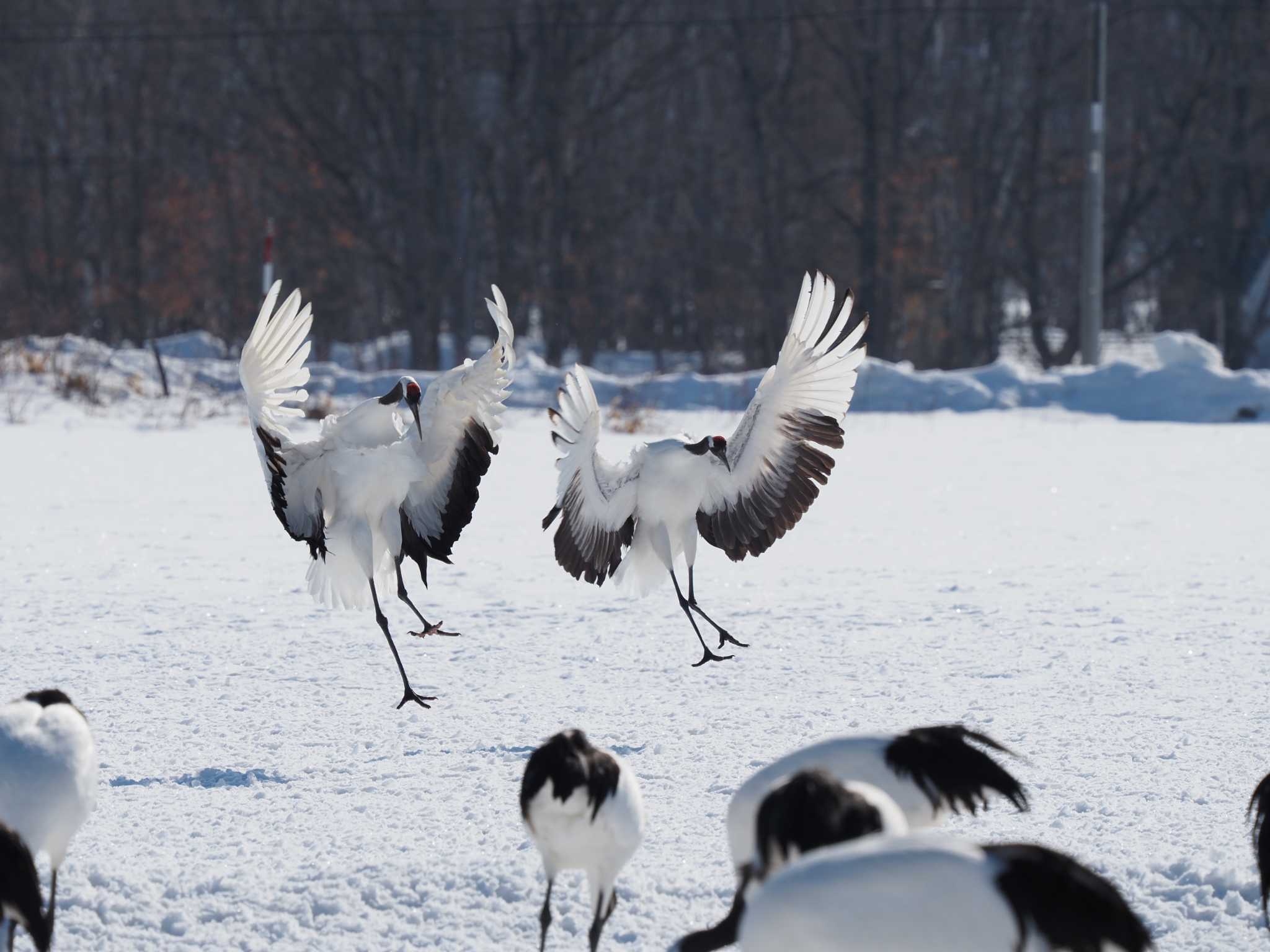 Photo of Red-crowned Crane at 鶴居村 by エヌ