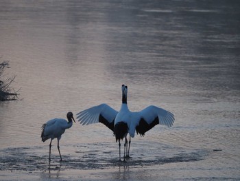 Red-crowned Crane Otohabashi Tue, 3/8/2022