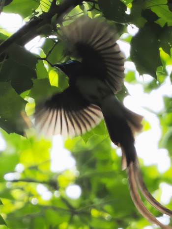 2022年6月4日(土) 八王子城跡の野鳥観察記録