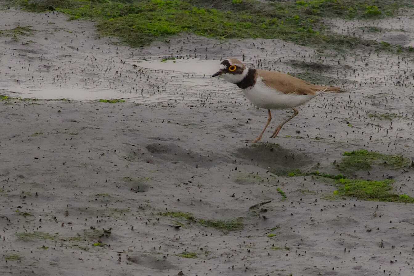 東京港野鳥公園 コチドリの写真 by zingo