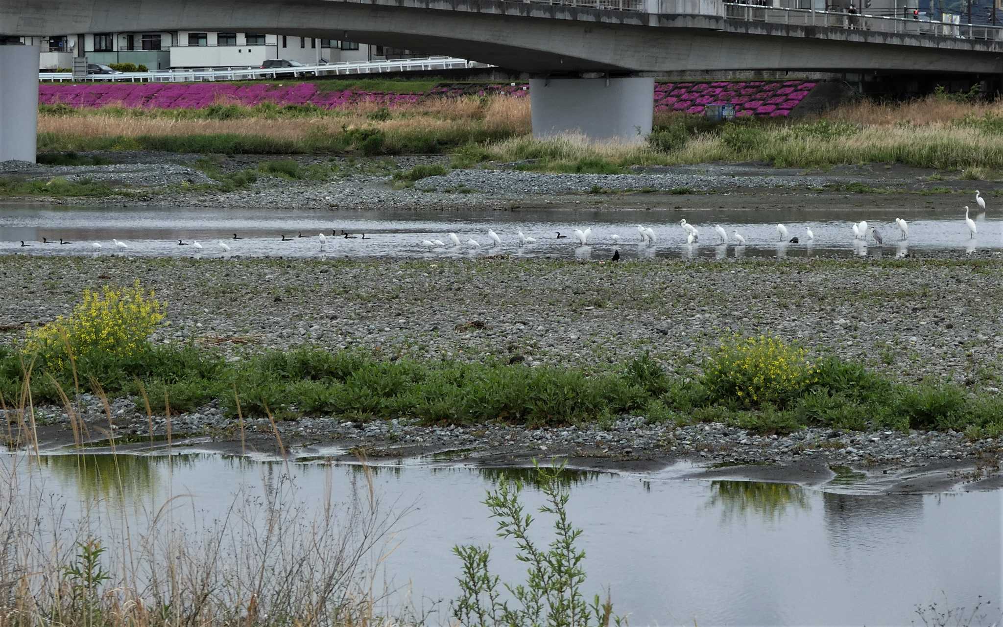 Photo of Great Egret at 酒匂川河口 by koshi