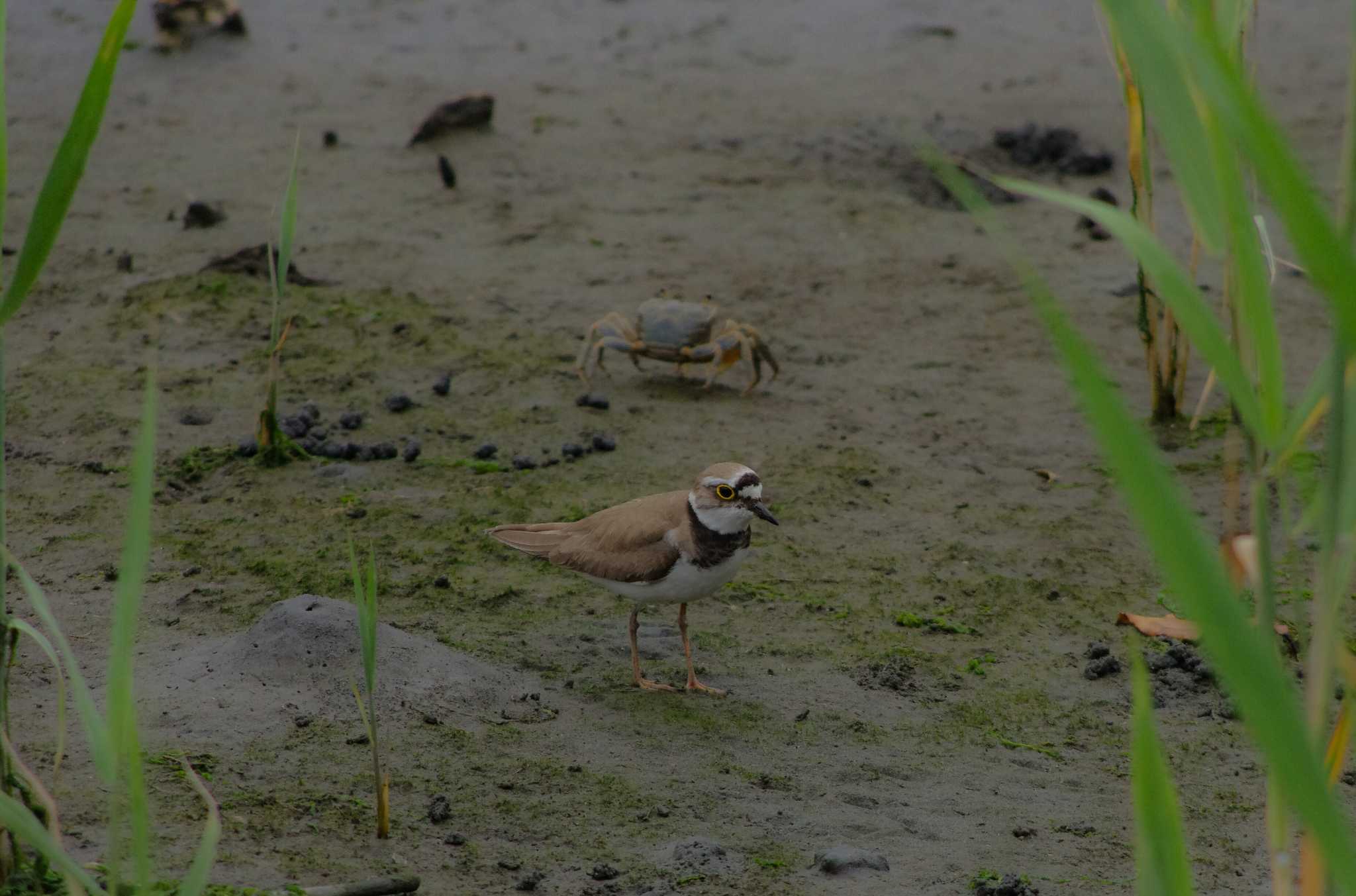 Photo of Little Ringed Plover at Tokyo Port Wild Bird Park by zingo