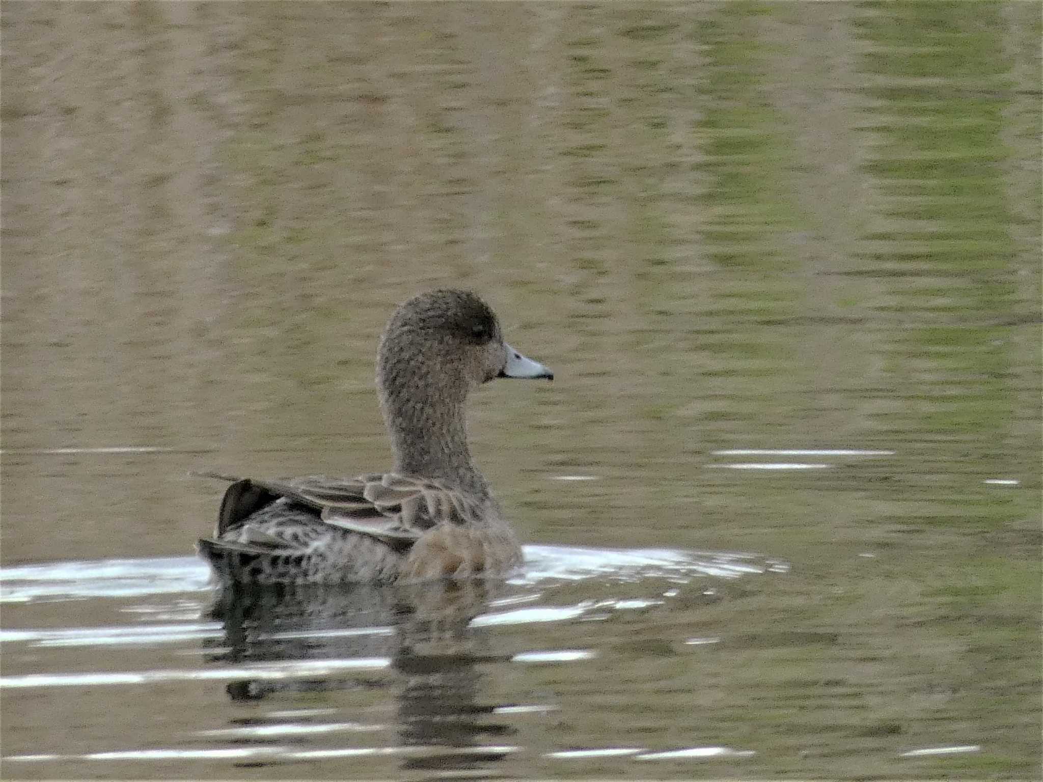 Eurasian Teal