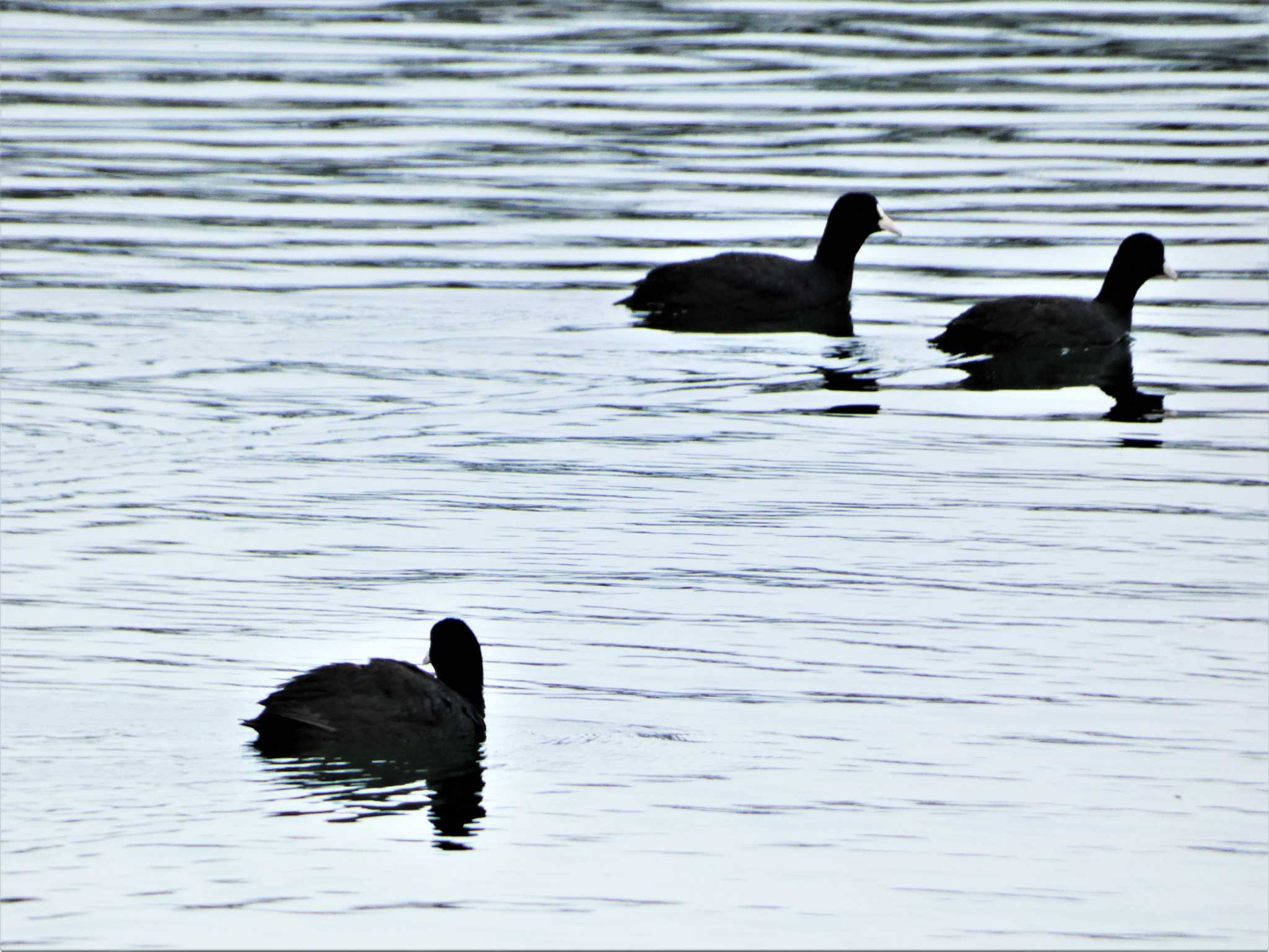 Eurasian Coot