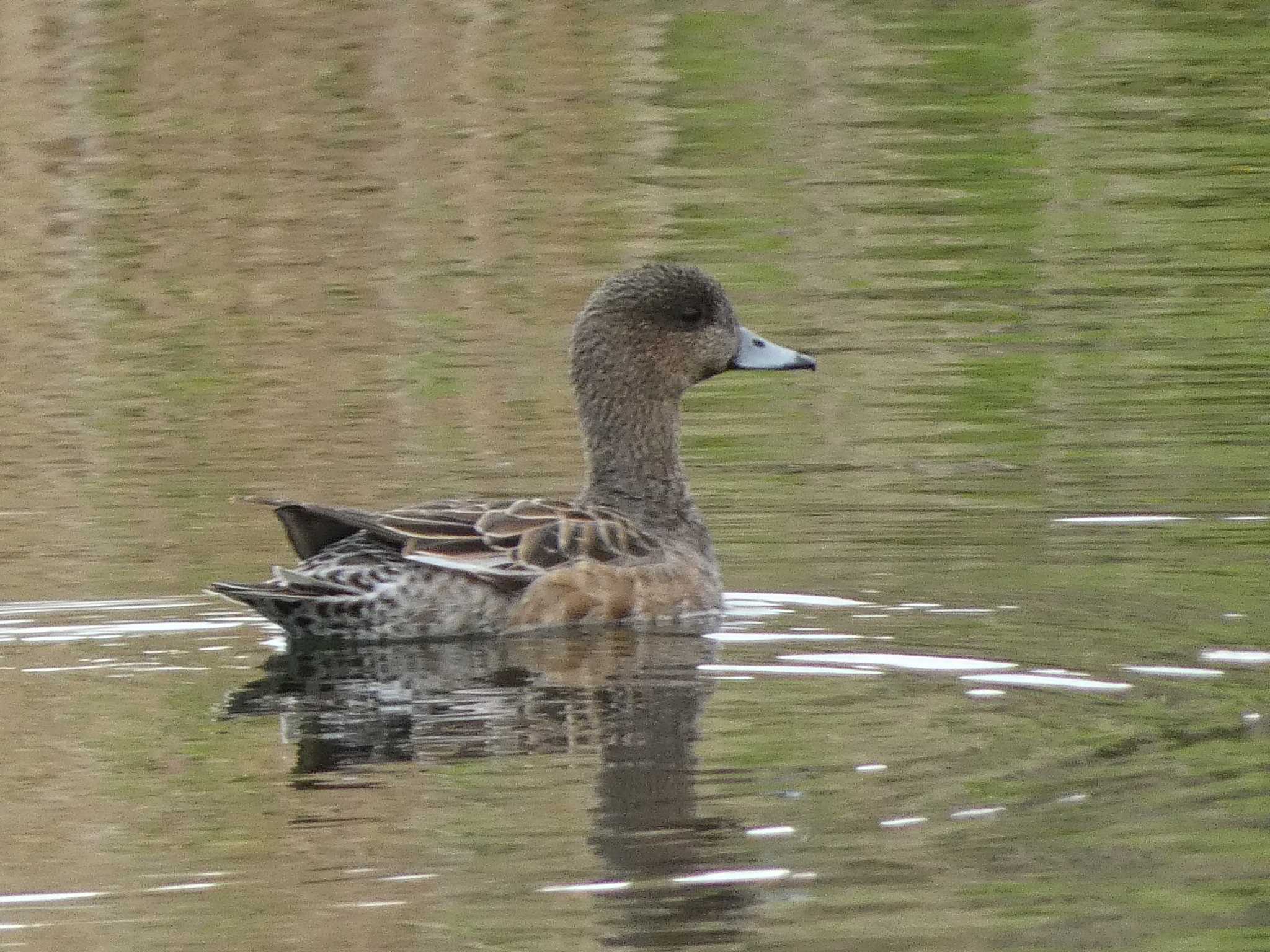 Eurasian Teal