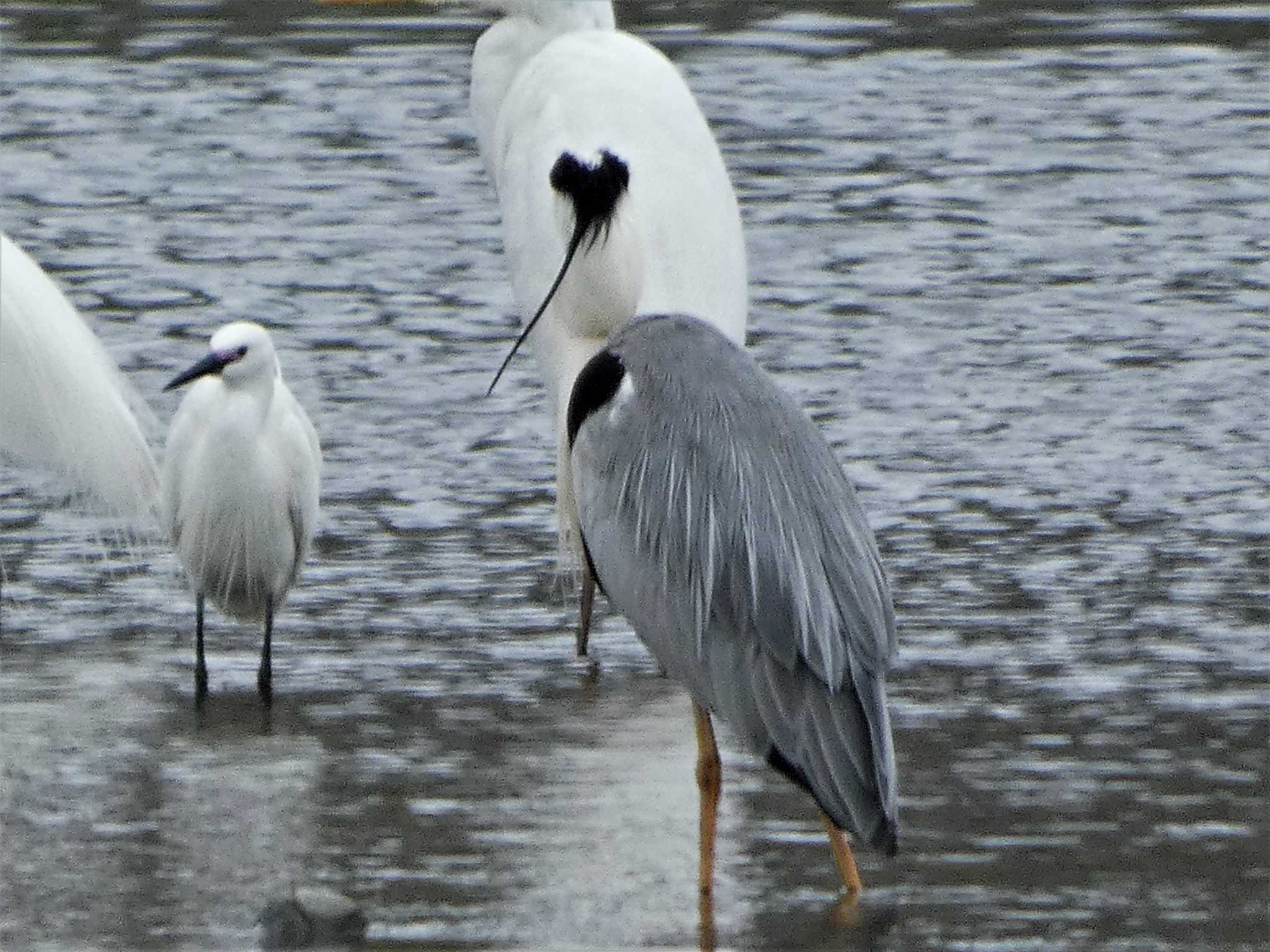 Grey Heron