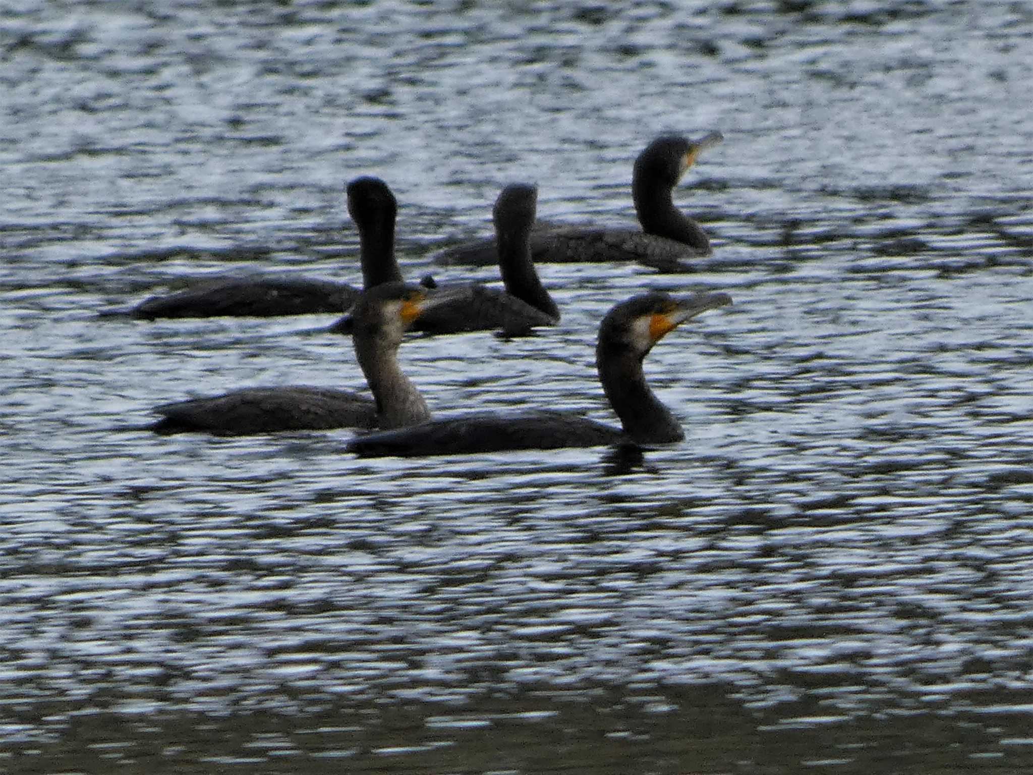 Great Cormorant