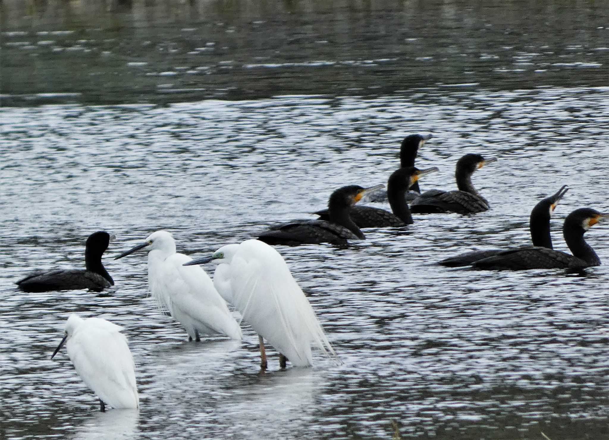 Great Cormorant