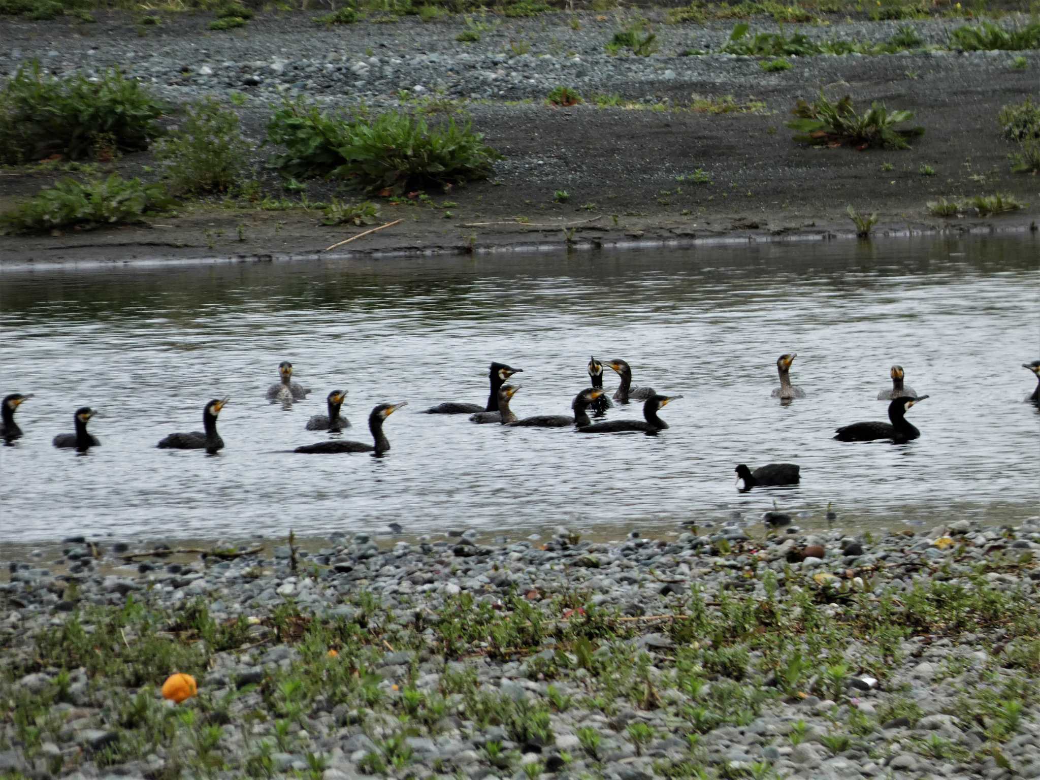 Great Cormorant