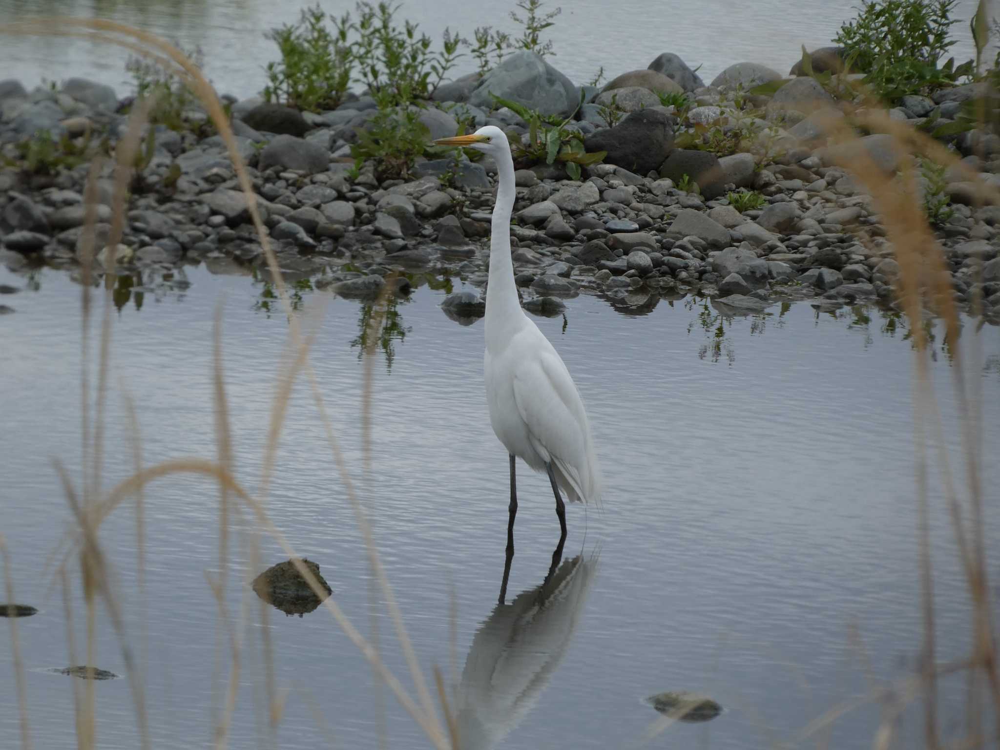 ダイサギ