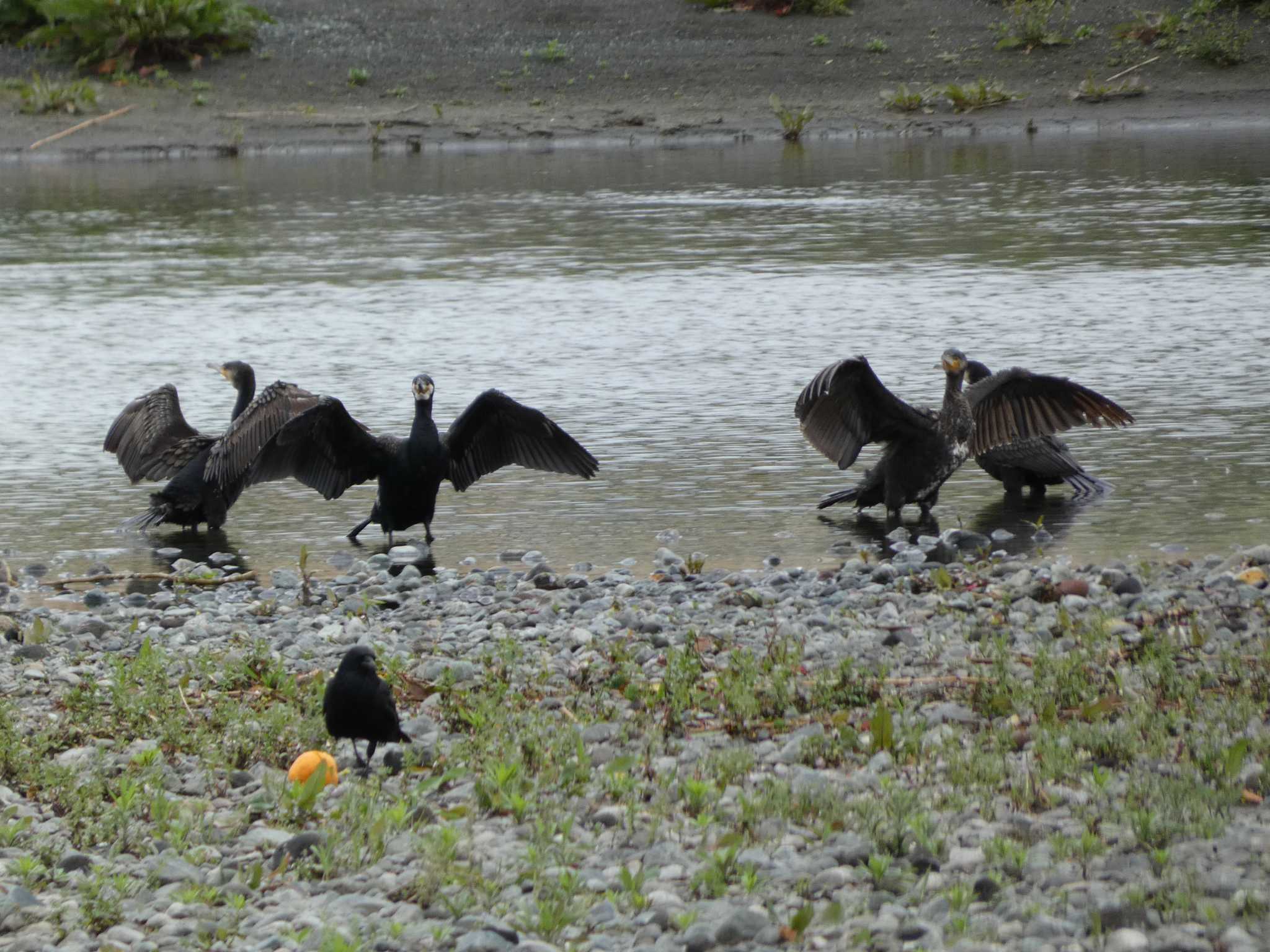 Great Cormorant