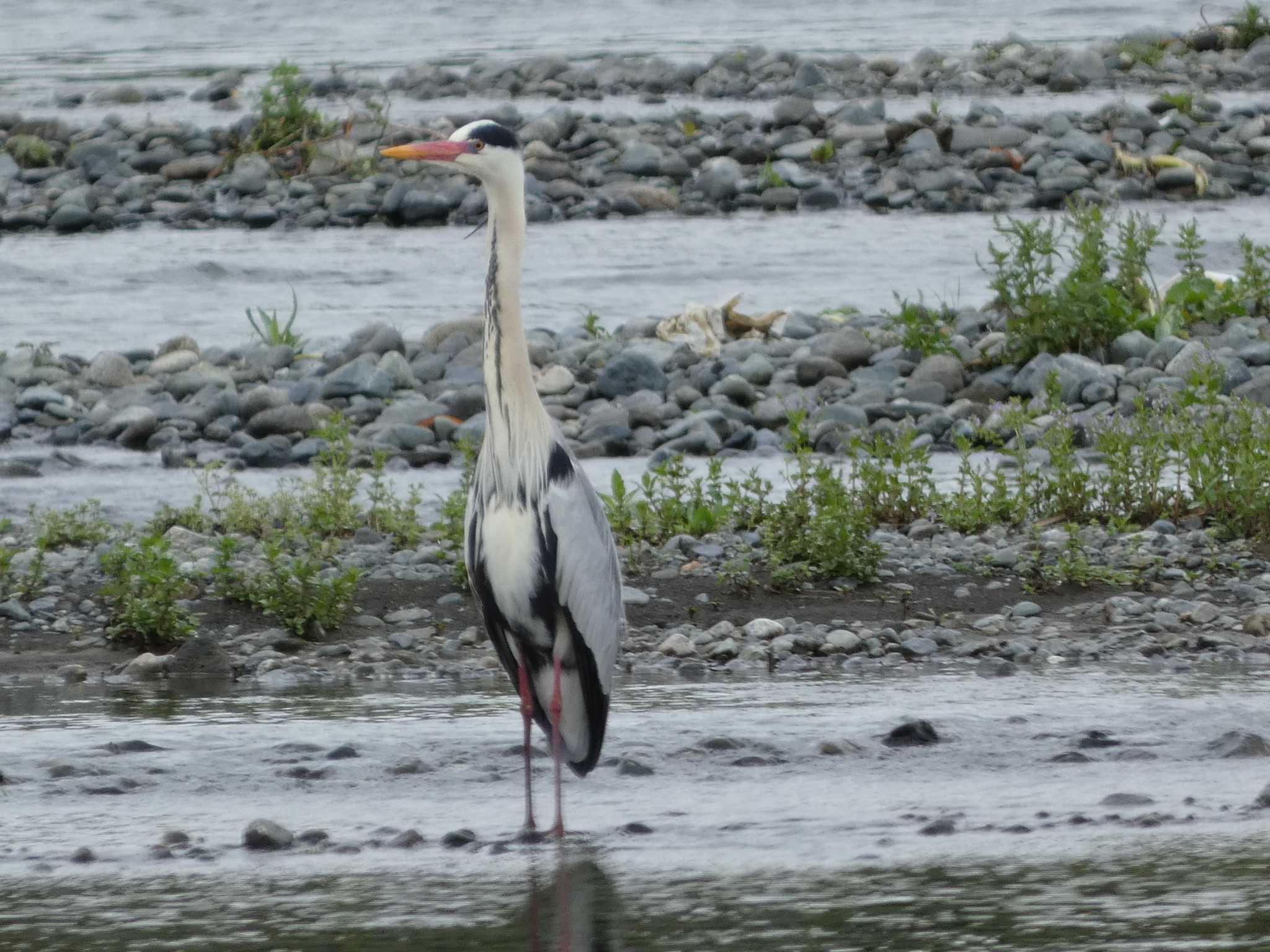 Grey Heron