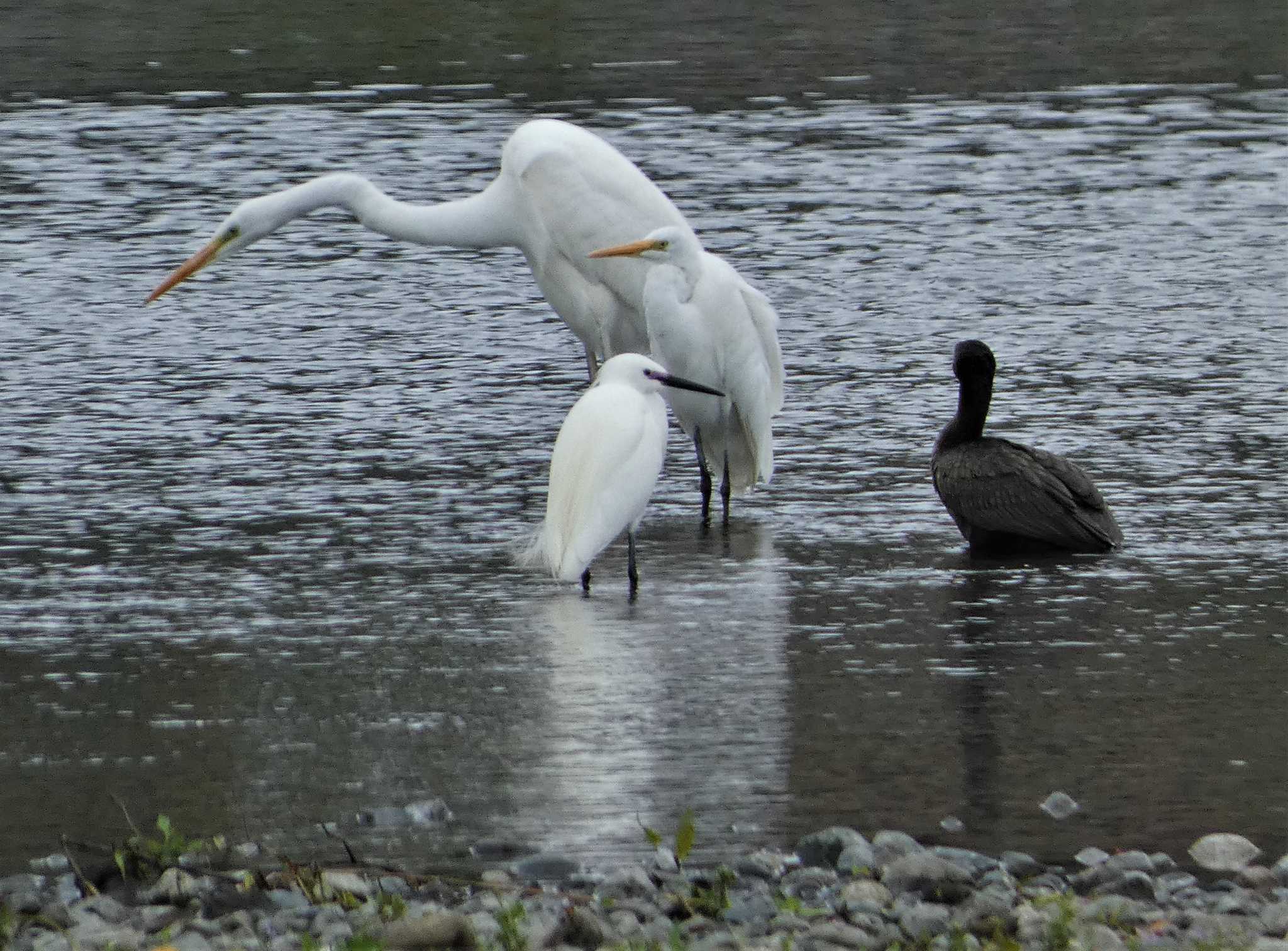 Great Egret