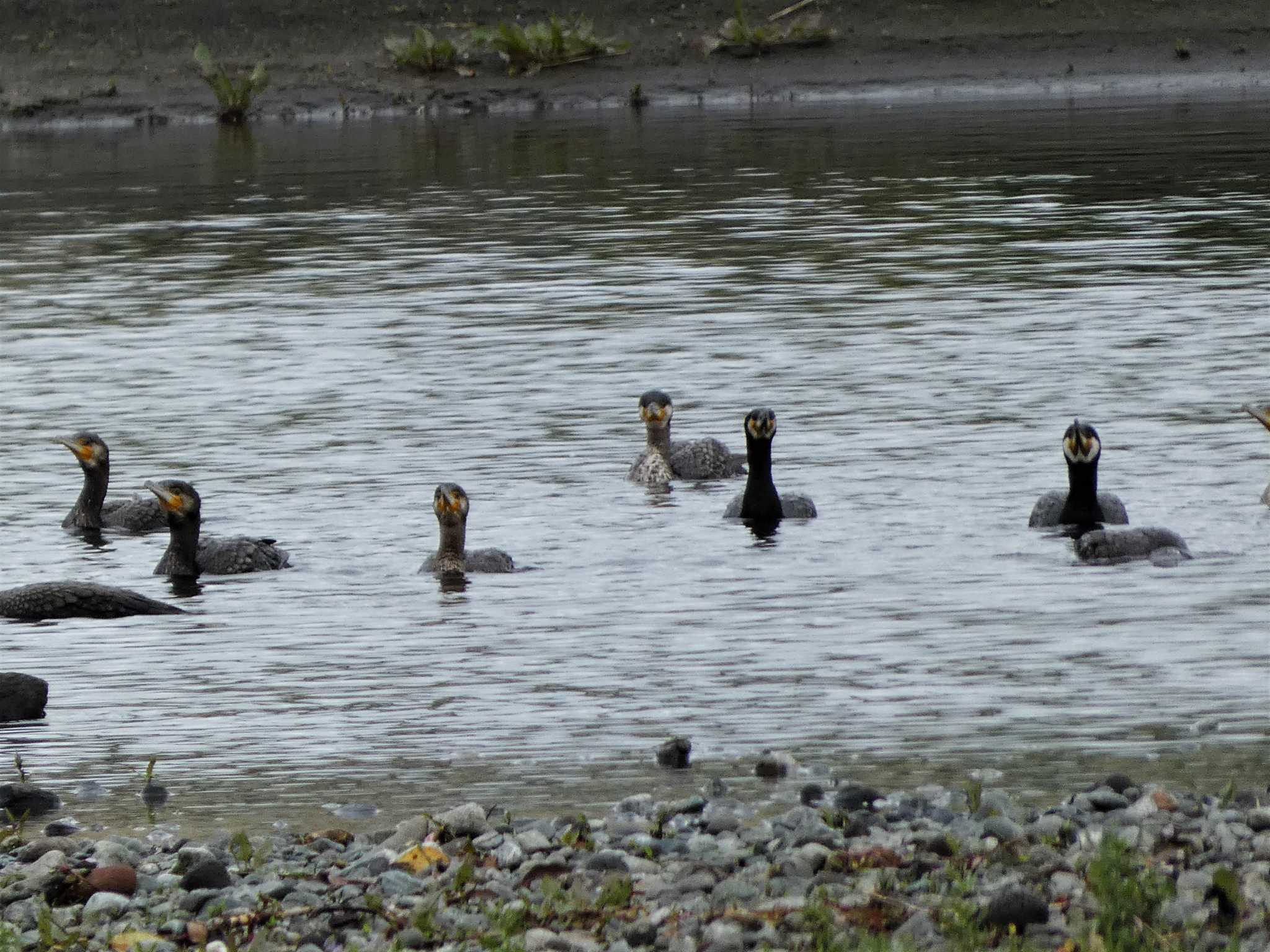 酒匂川河口 カワウの写真 by koshi