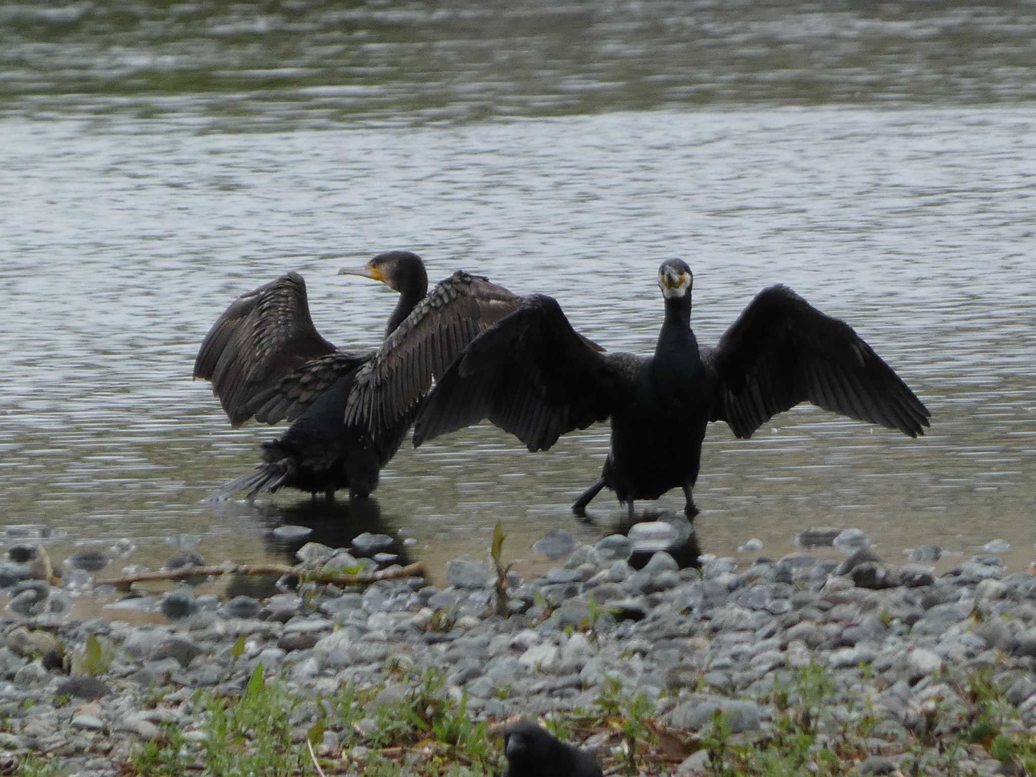 酒匂川河口 カワウの写真 by koshi