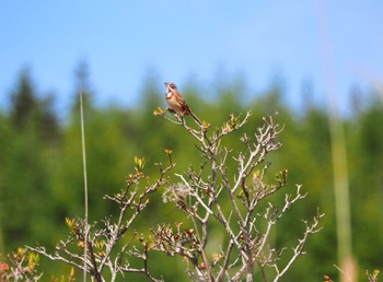 Chestnut-eared Bunting Kirigamine Highland Sat, 6/4/2022