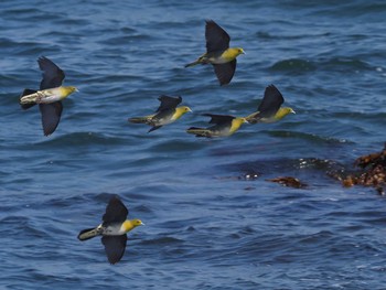 2022年6月4日(土) 大磯照ヶ崎海岸の野鳥観察記録