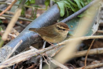 ヤブサメ 旭山記念公園 2022年5月12日(木)