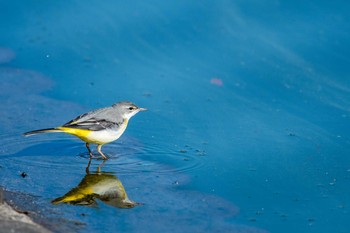 Grey Wagtail Akashi Park Wed, 12/20/2017