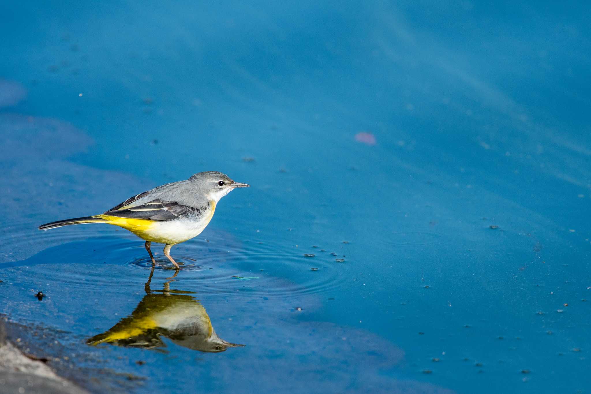 Photo of Grey Wagtail at Akashi Park by ときのたまお