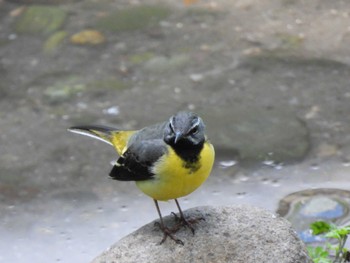 Grey Wagtail 立川 Sat, 6/4/2022