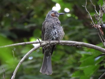 Brown-eared Bulbul 立川 Sat, 6/4/2022