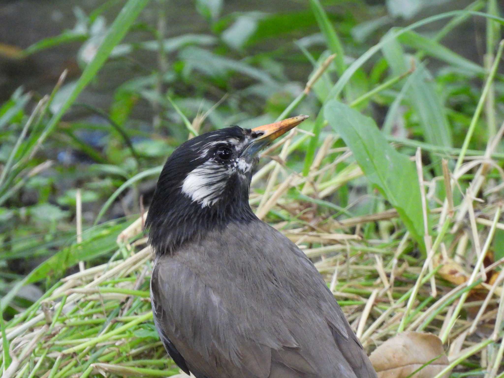 Photo of White-cheeked Starling at 立川 by まつのすけ