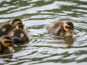 Eastern Spot-billed Duck 白幡池公園(神奈川県横浜市) Sun, 6/5/2022