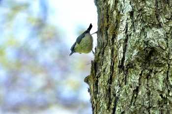 ゴジュウカラ 軽井沢野鳥の森 2022年5月25日(水)