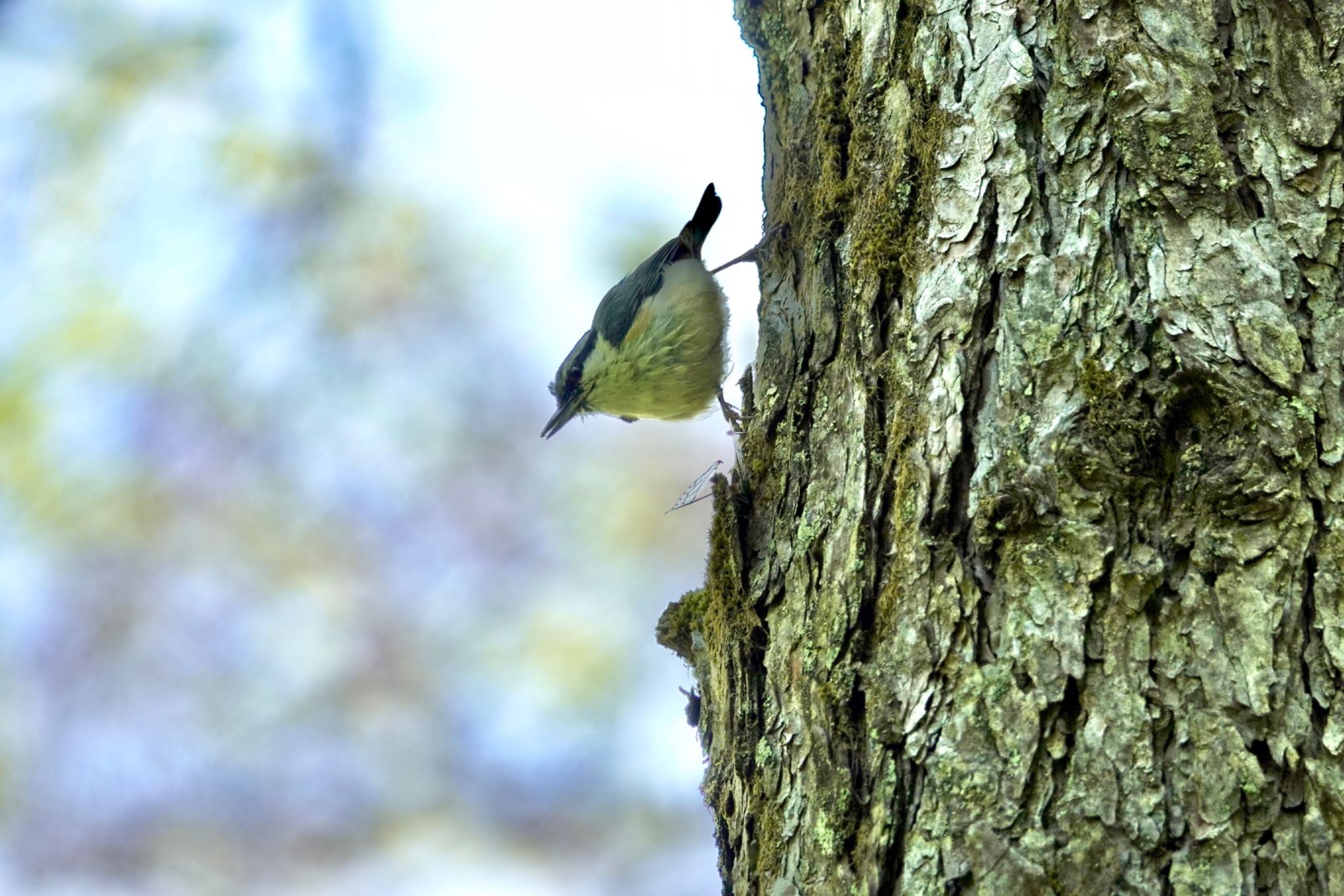 軽井沢野鳥の森 ゴジュウカラの写真 by のどか