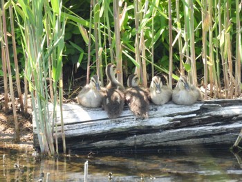 2022年6月4日(土) 葛西臨海公園の野鳥観察記録