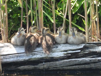 カルガモ 葛西臨海公園 2022年6月4日(土)