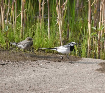 2022年6月5日(日) 平戸永谷川(横浜市)の野鳥観察記録