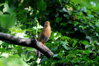 ガビチョウ 三ツ池公園(横浜市鶴見区) 2022年4月25日(月)