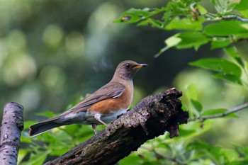 2022年4月25日(月) 三ツ池公園(横浜市鶴見区)の野鳥観察記録