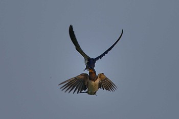 Barn Swallow 甲府市 Sun, 6/5/2022