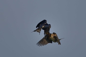 Barn Swallow 甲府市 Sun, 6/5/2022