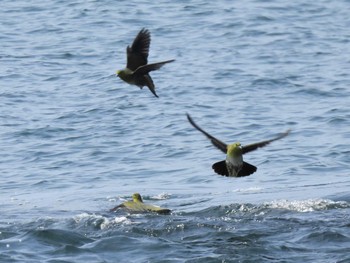2022年6月5日(日) 大磯照ヶ崎海岸の野鳥観察記録