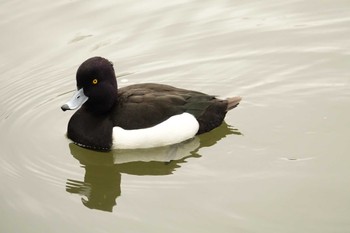 キンクロハジロ 三ツ池公園(横浜市鶴見区) 2022年3月29日(火)