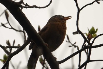 ガビチョウ 三ツ池公園(横浜市鶴見区) 2022年3月29日(火)