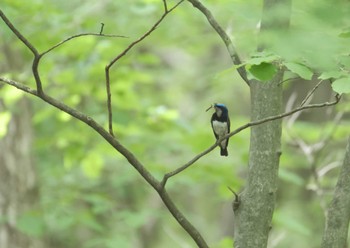 Blue-and-white Flycatcher 栃木県民の森 Sat, 6/4/2022