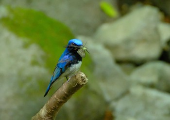 Blue-and-white Flycatcher 栃木県民の森 Sat, 6/4/2022